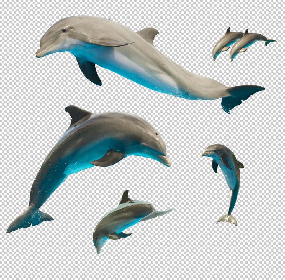 孤立的海豚Set of isolated dolphins