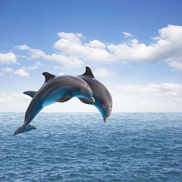 孤立的海豚Set of isolated dolphins
