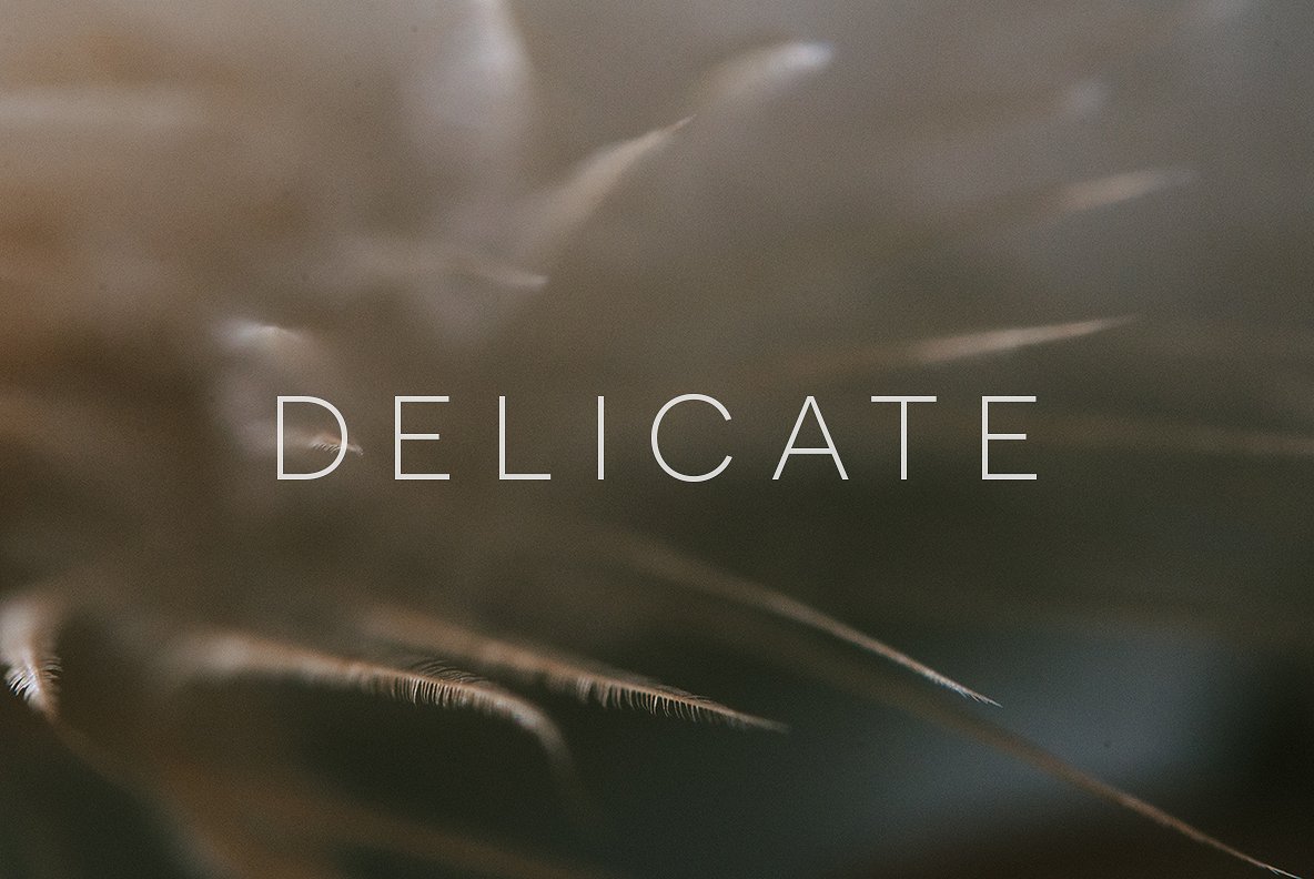 梦幻羽毛设计素材Delicate