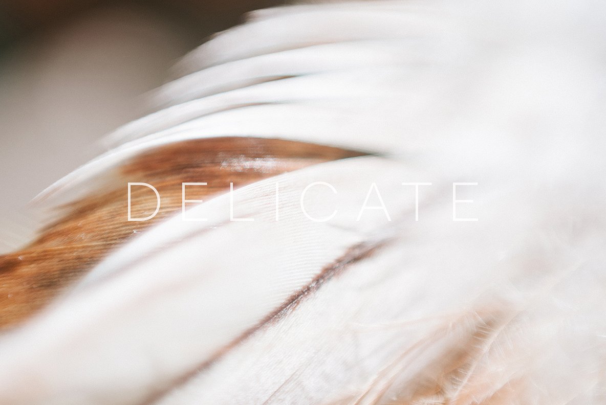 柔和的羽毛Delicate #1957403