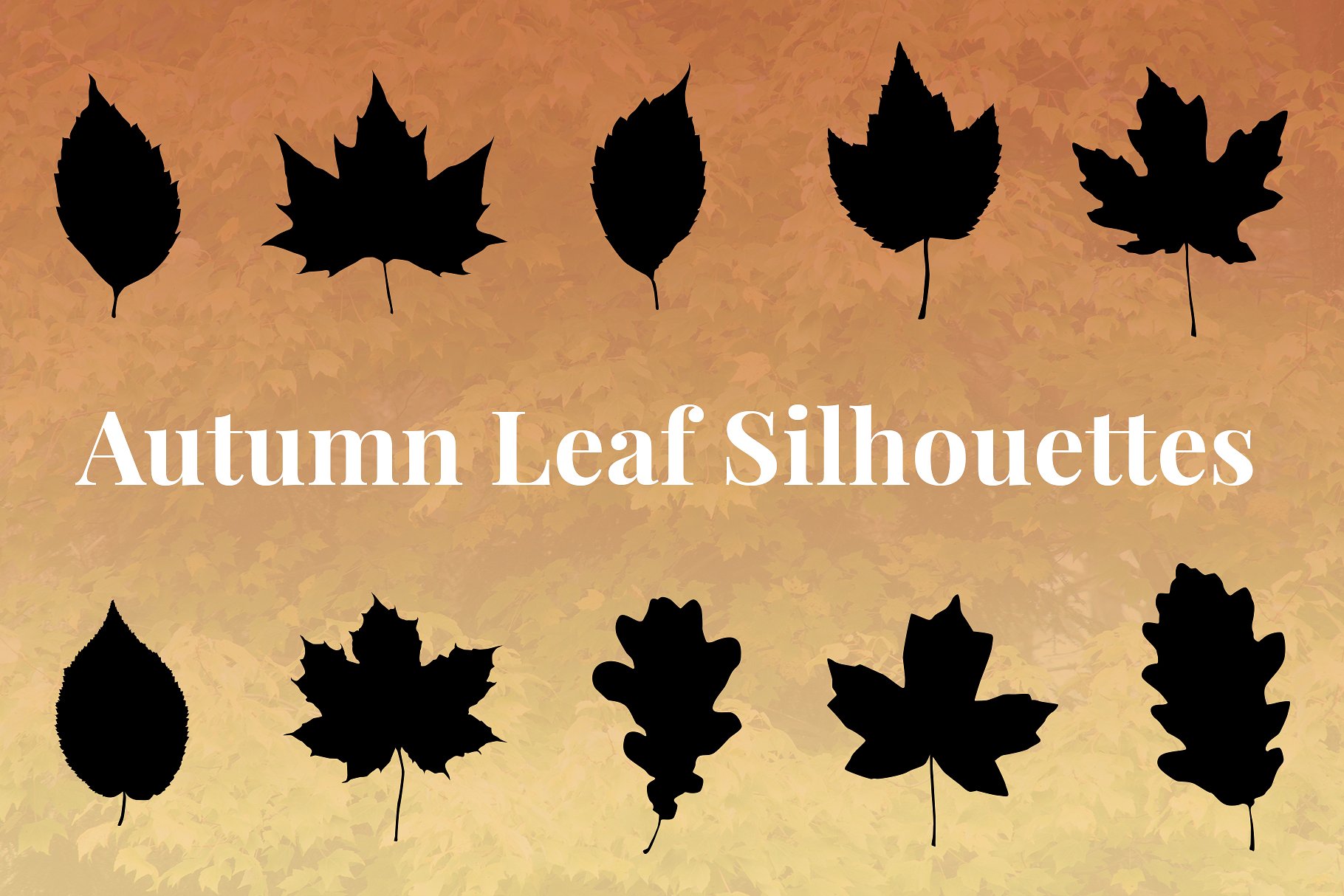 秋叶剪影设计素材Autumn Leaf Silhouette