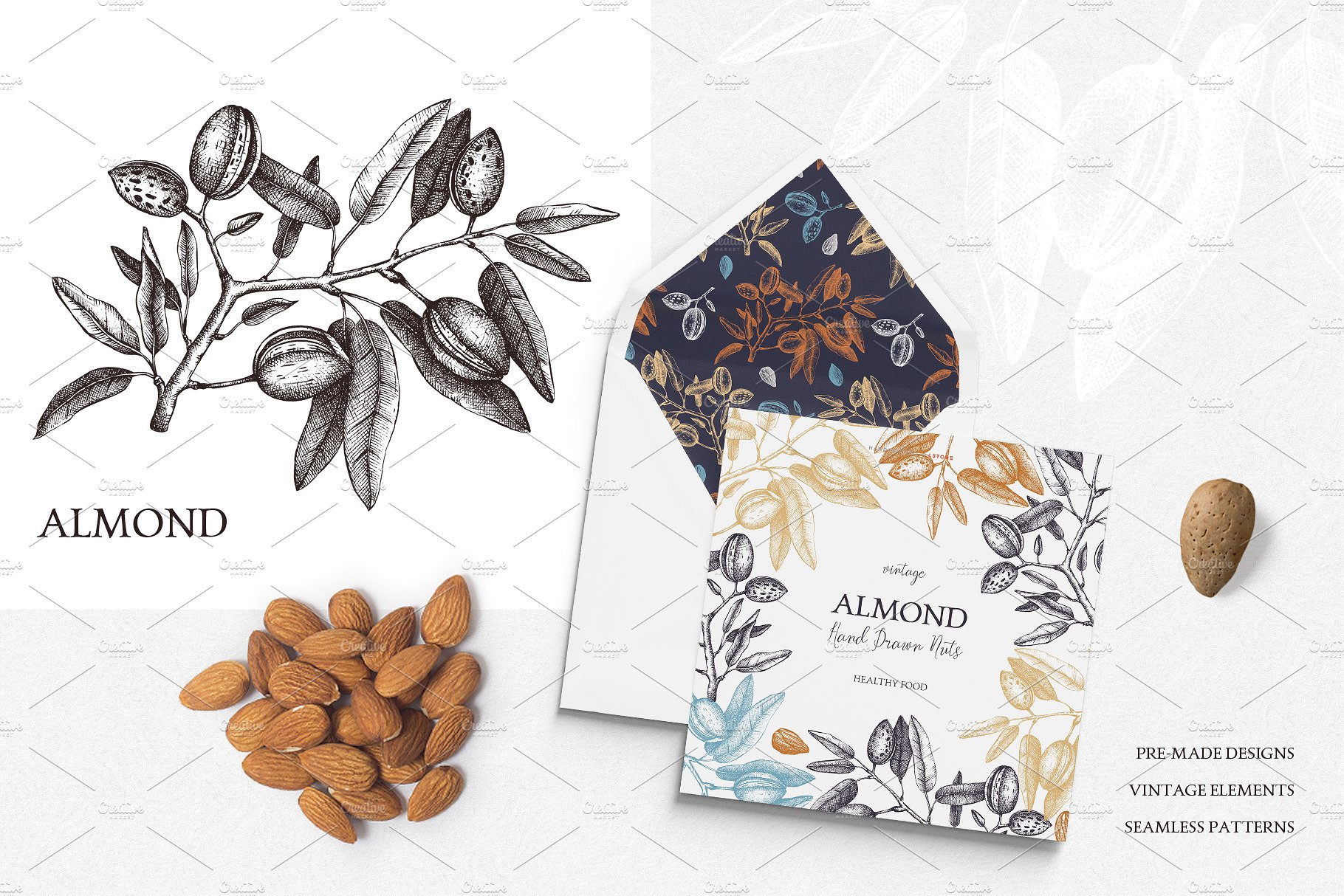 手绘坚果Vector Almond, Hazelnut -a