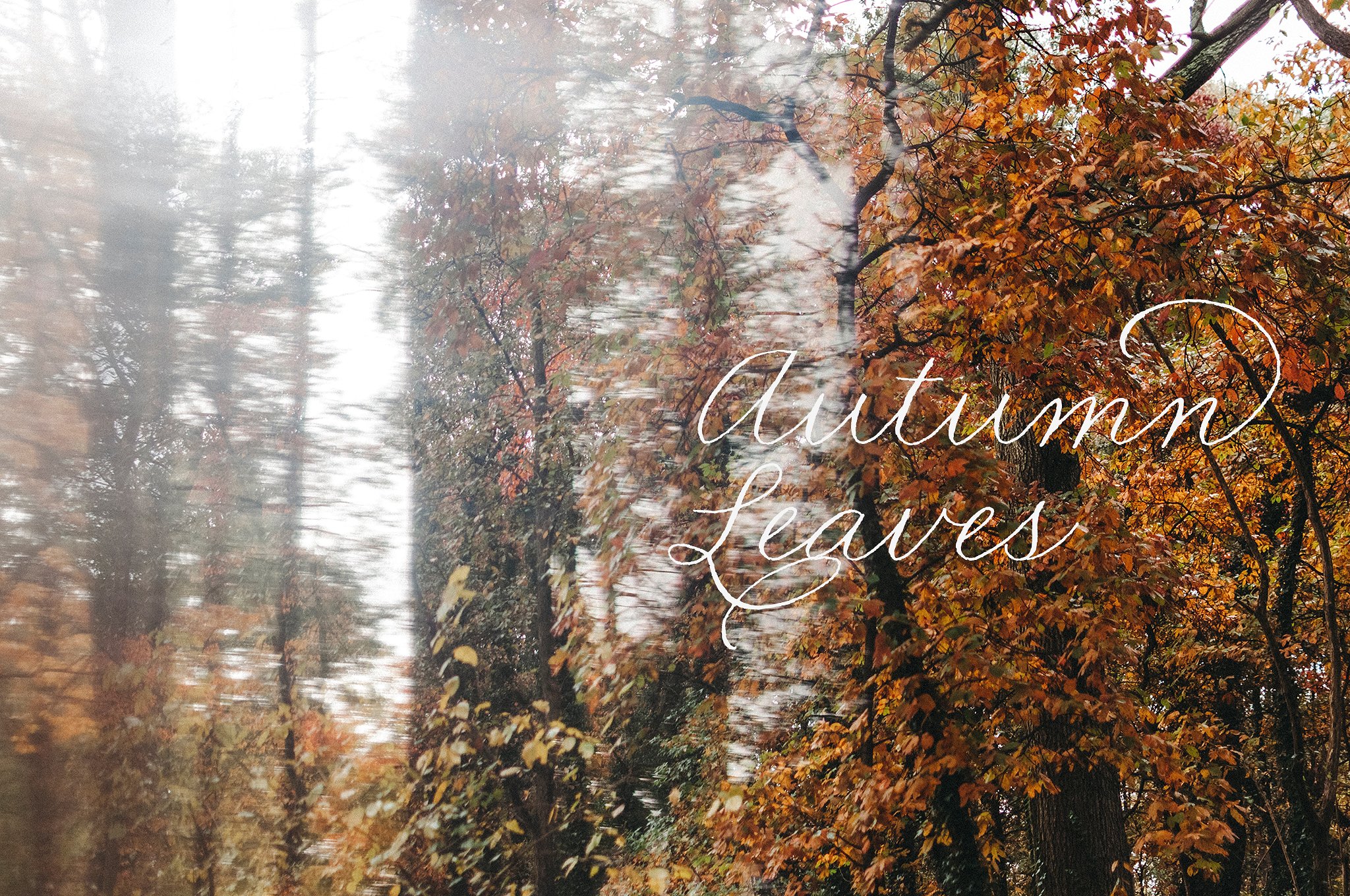 秋叶Autumn Leaves Collection #20