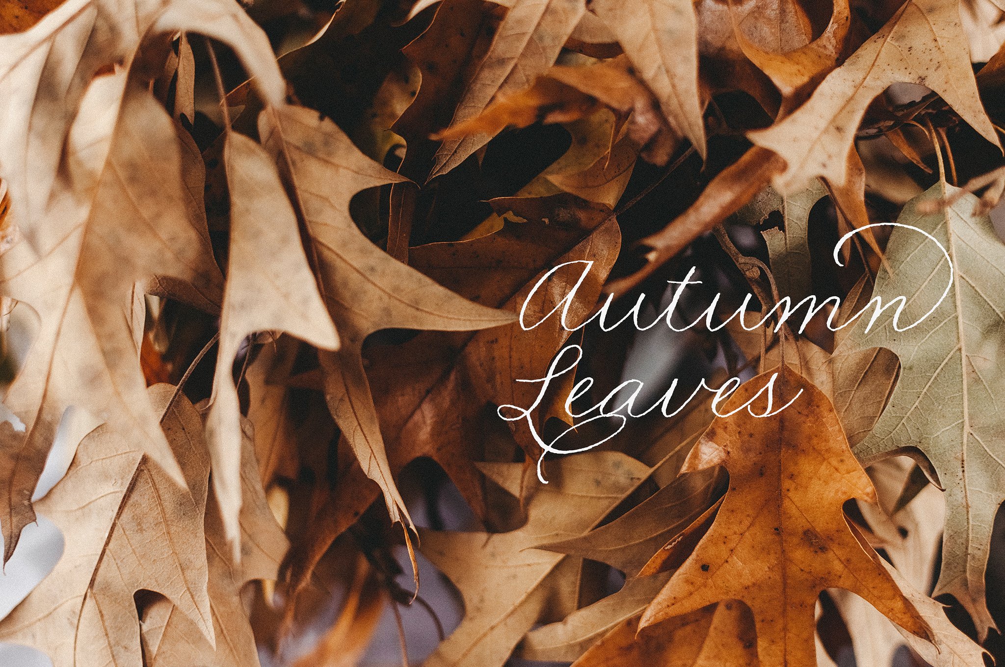 秋叶Autumn Leaves Collection #20