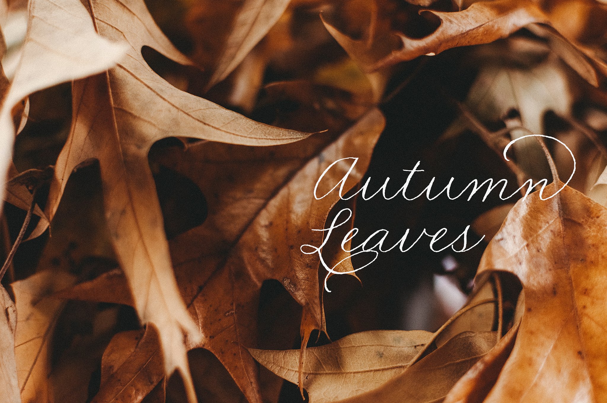 秋叶Autumn Leaves Collection #20