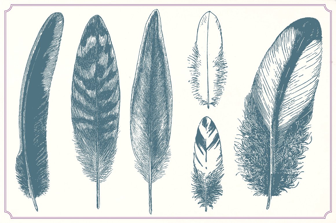复古羽毛Vintage Feathers #1253113