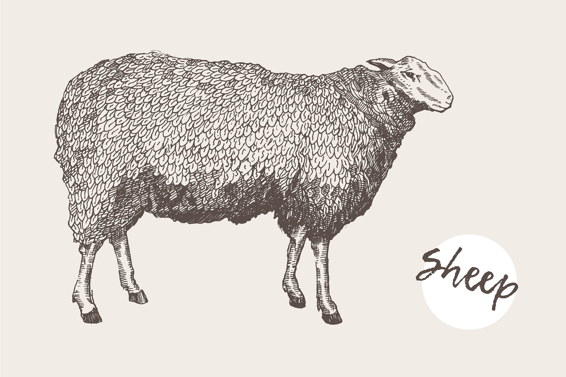 羊的插图Illustration of a sheep #2