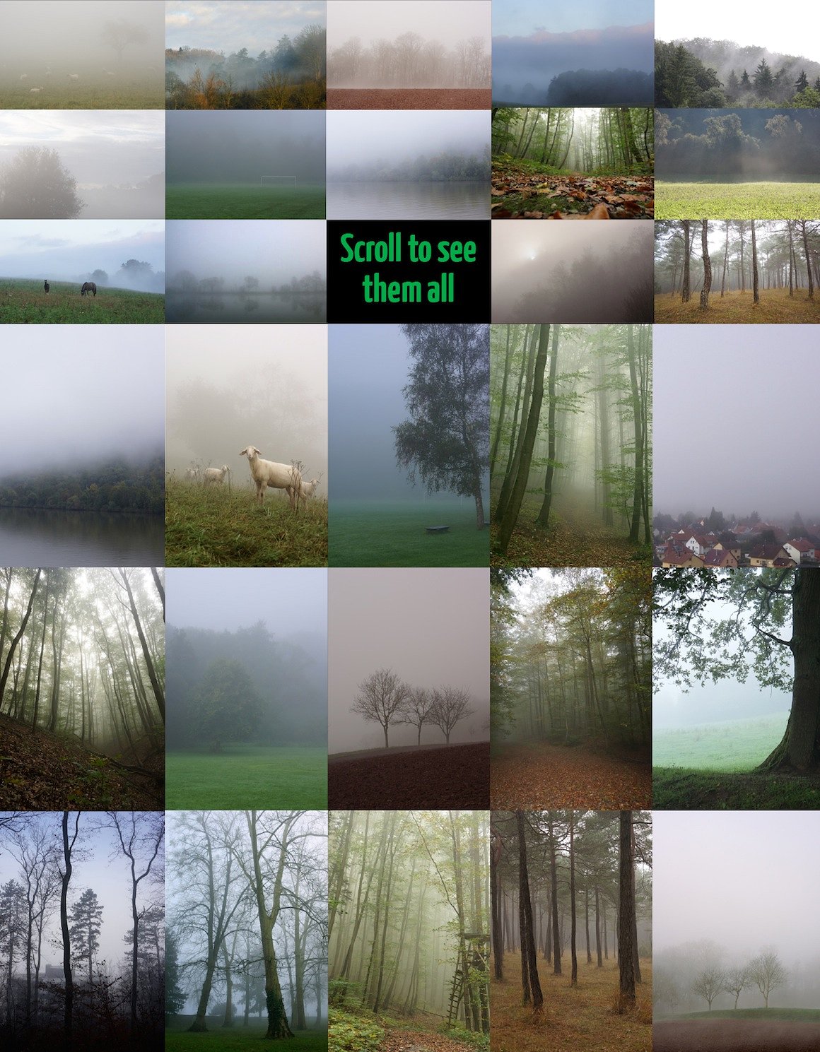 迷雾森林照片Foggy Forest Photo Pack