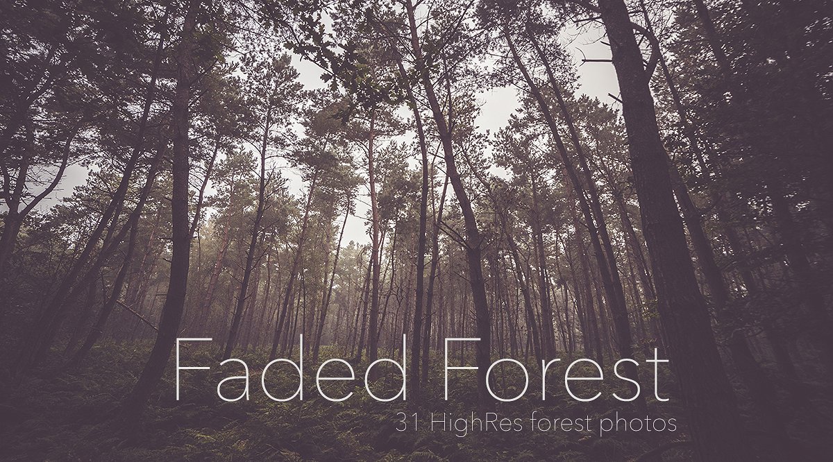 高分辨率照片Faded Autumn Forest 31 P