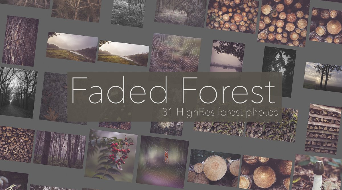 高分辨率照片Faded Autumn Forest 31 P