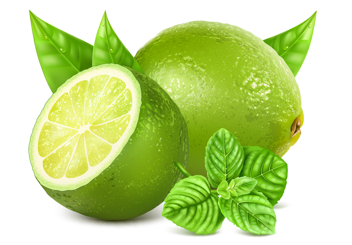 新鲜绿色柠檬薄荷叶矢量插图设计素材Fresh limes