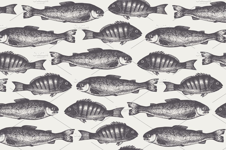鱼类的矢量素材插画 Vector Sea Life Illu
