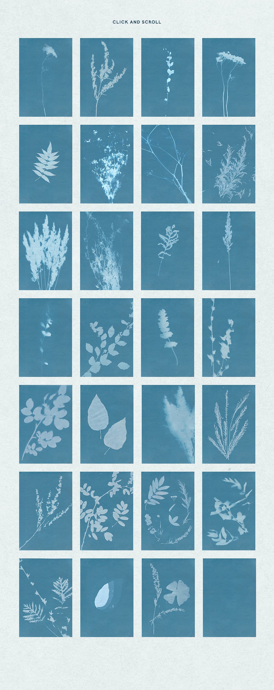 冷色调花卉植物设计素材FLORAL Cyanotype ba