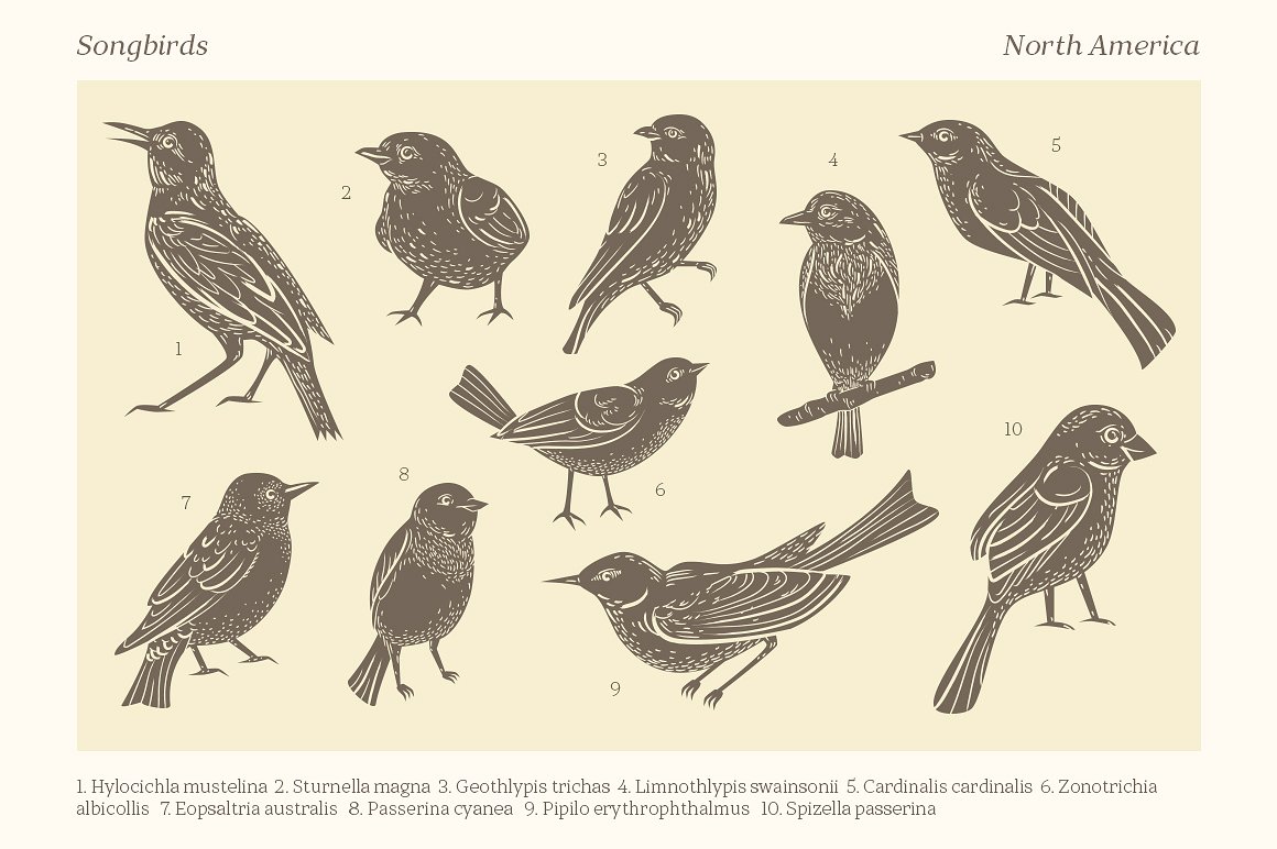 181个优雅的歌鸟图形矢量集合下载Songbirds_gra