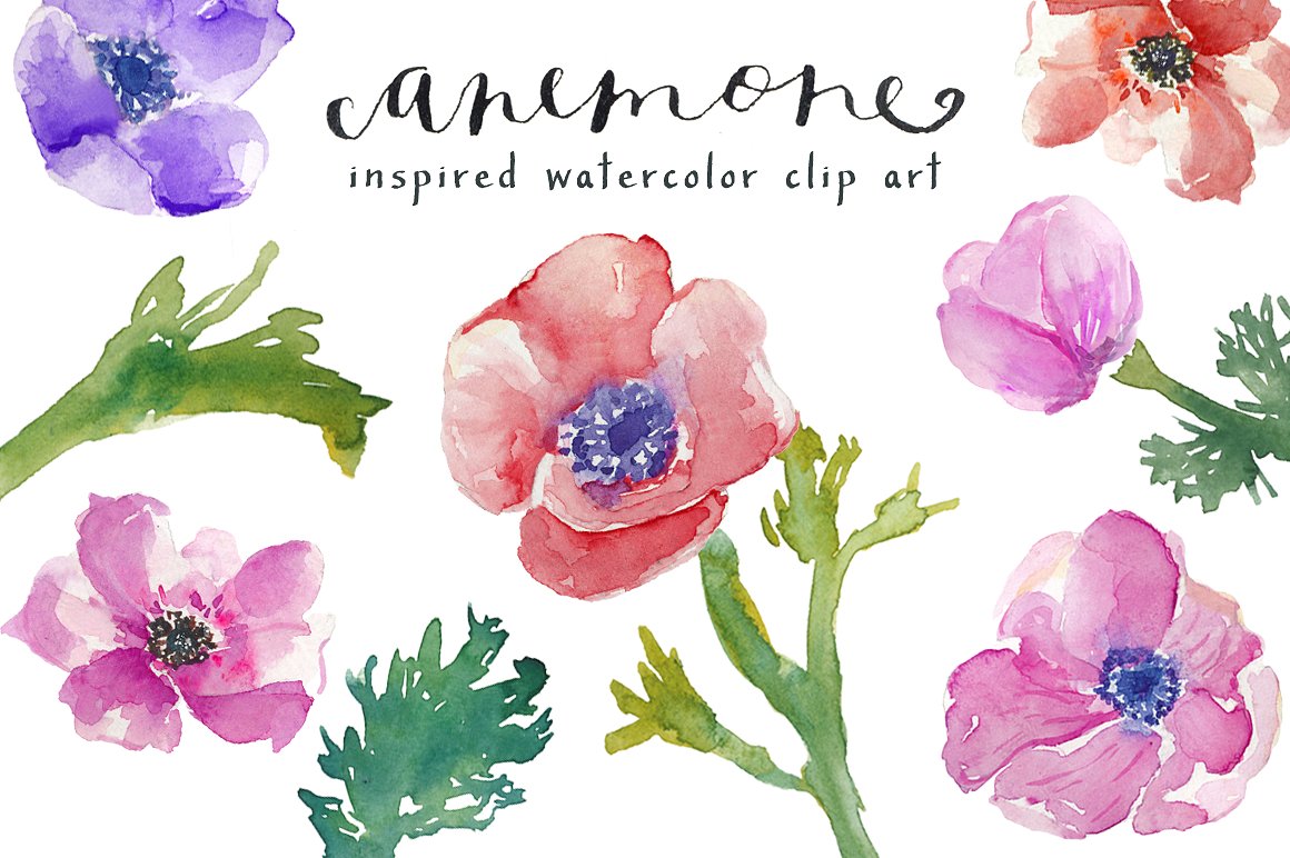 手绘水彩花卉设计素材Watercolor Anemones