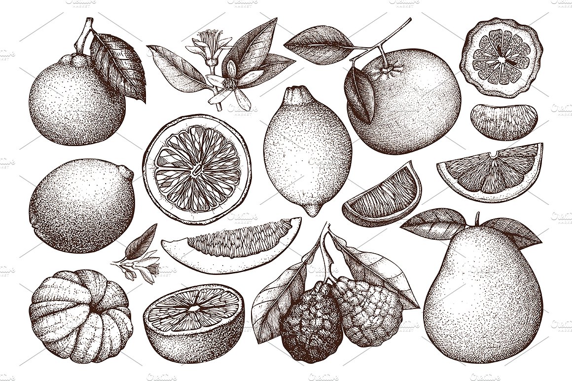 柑桔和植物矢量插画 Vintage-Citrus-Fruit