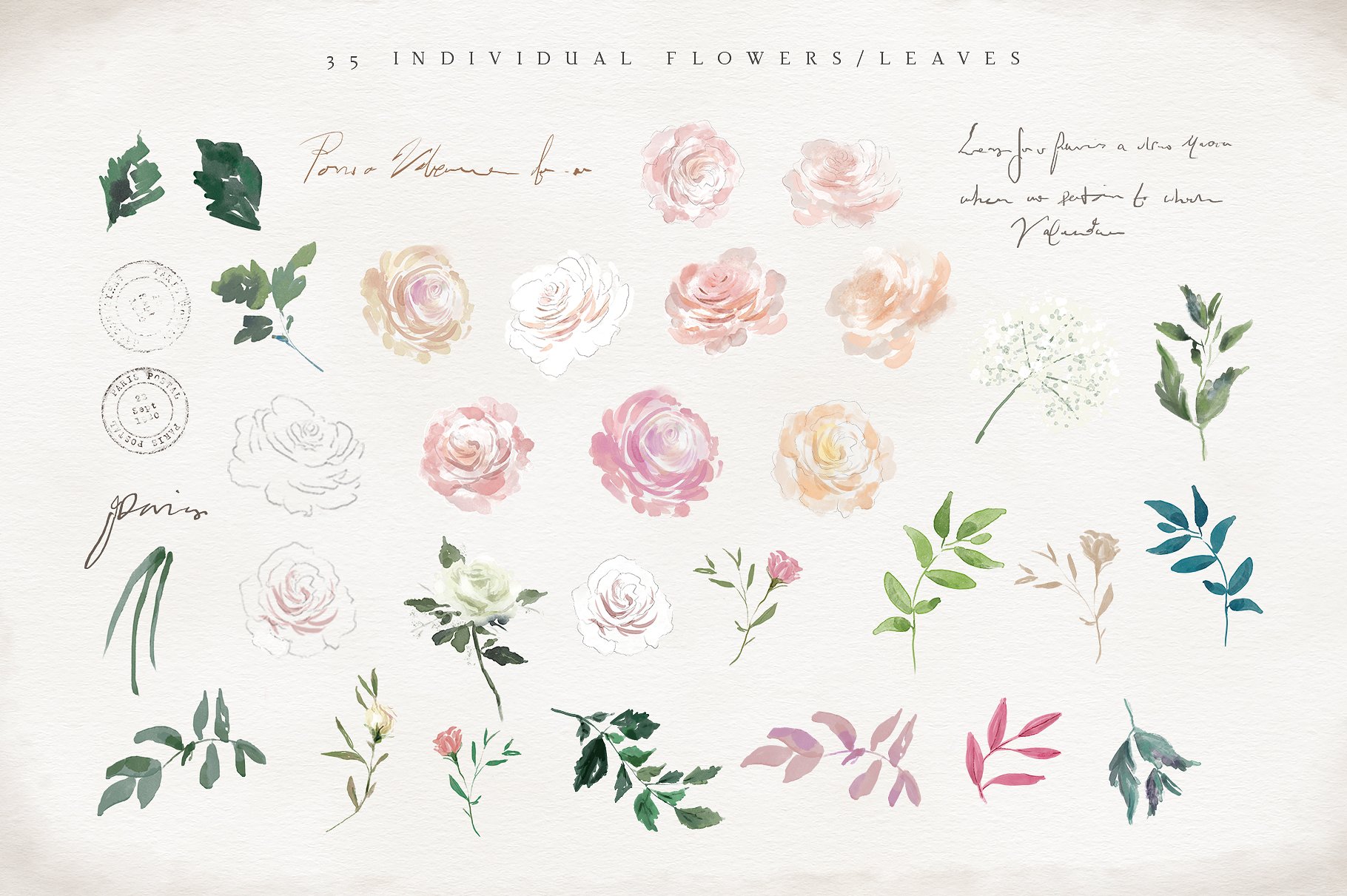 手绘水彩花卉植物设计素材Vintage Rose - Flo