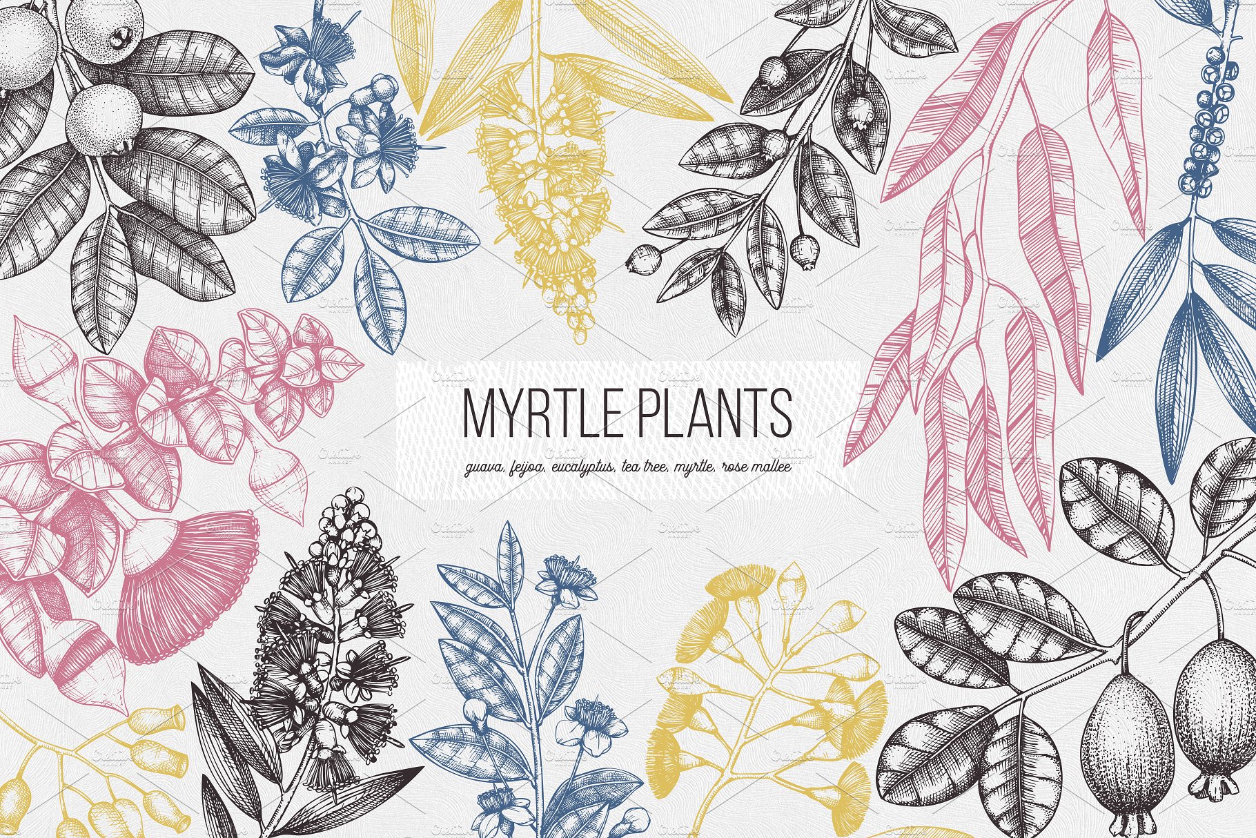 复古手绘花卉植物设计图案Vector Myrtle Plan