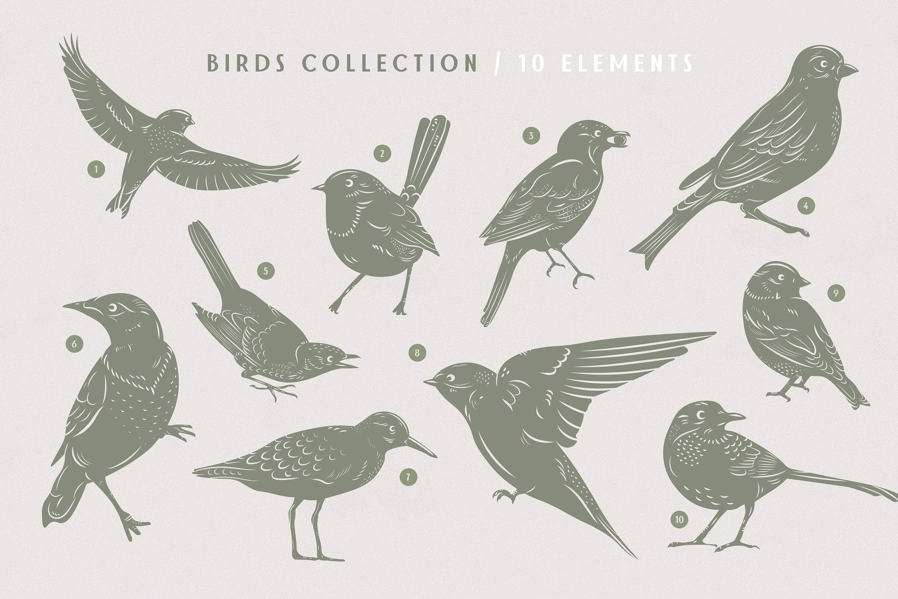 鸟类和花朵矢量图形设计素材 Birds-Blooms-Gra