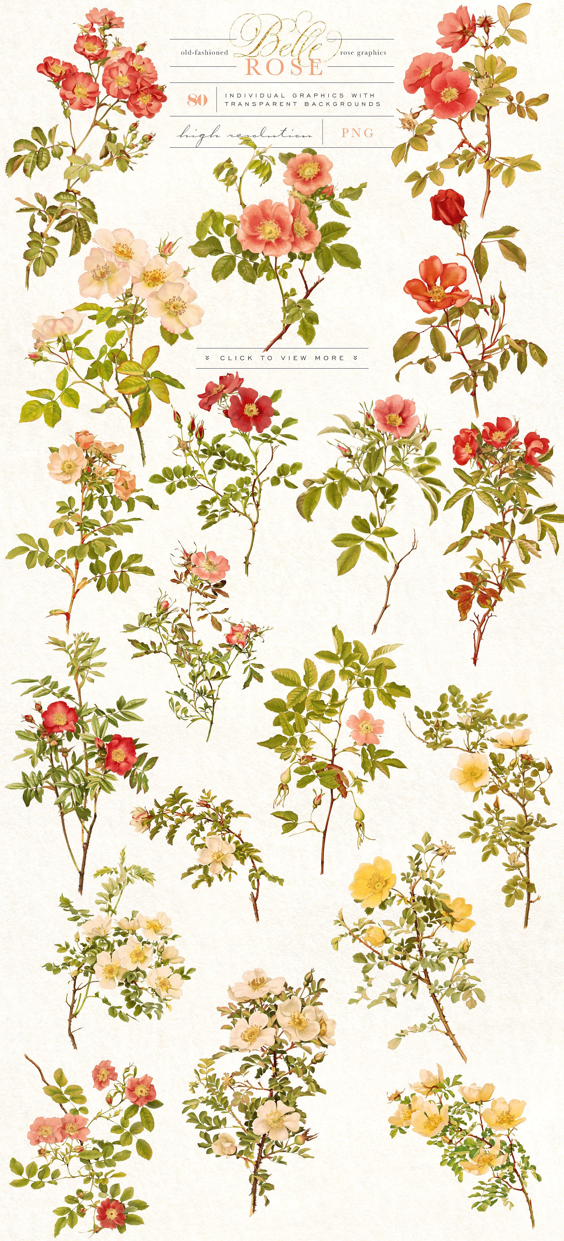 复古手绘水彩玫瑰花卉设计素材 Belle-Rose-Anti