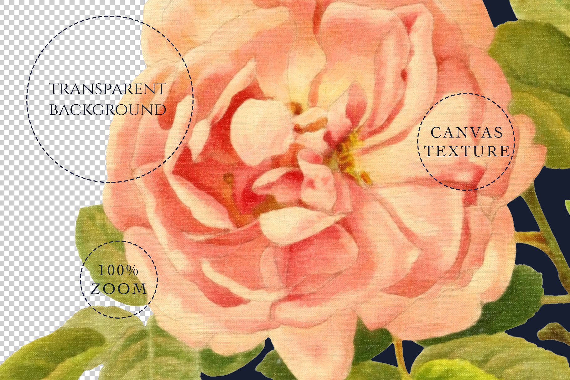 手绘水彩花卉花环设计素材Belle Rose Antique