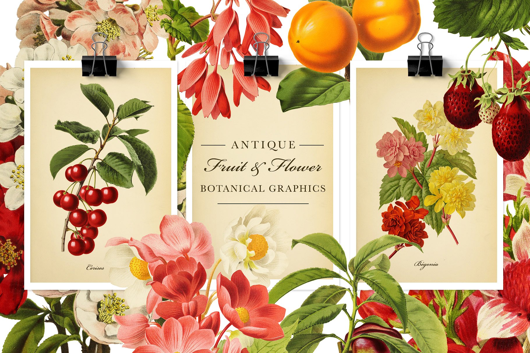 复古风格水果&花卉设计素材 Antique-Frui
