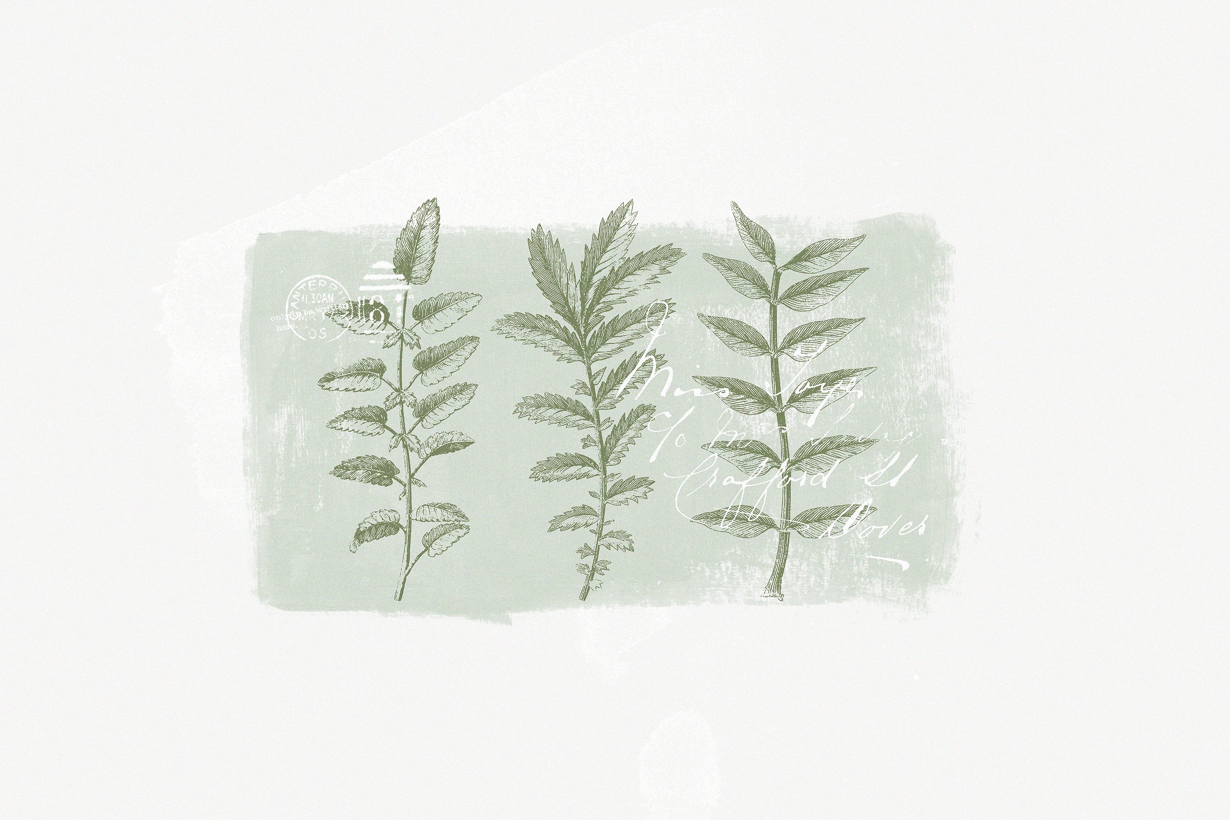 复古手绘植物线条艺术插图147 Botanical Illu
