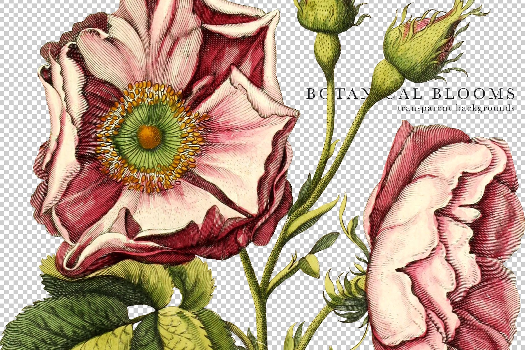 复古手绘花卉植物字母设计素材 Botanical-Bloo