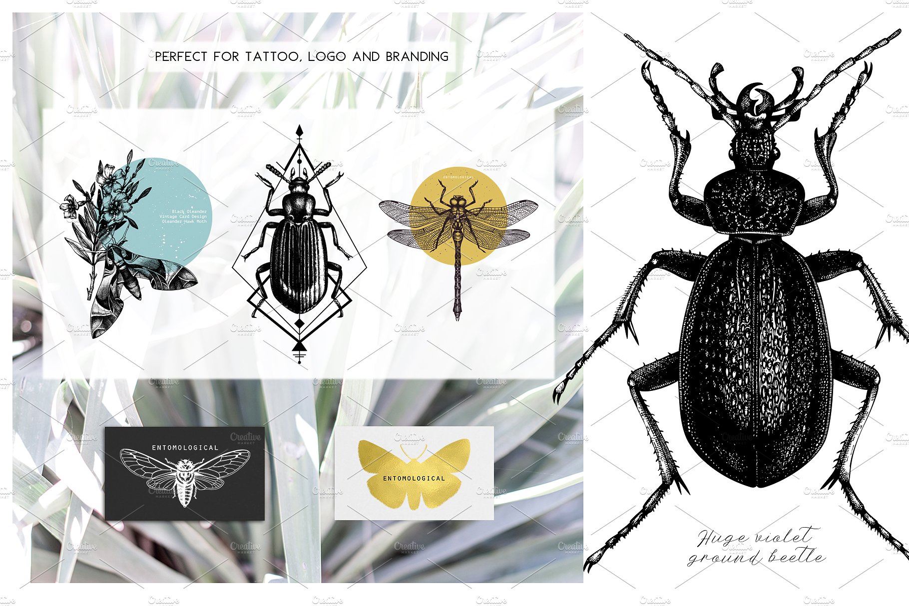手绘昆虫插图设计素材Vector Insects Illus