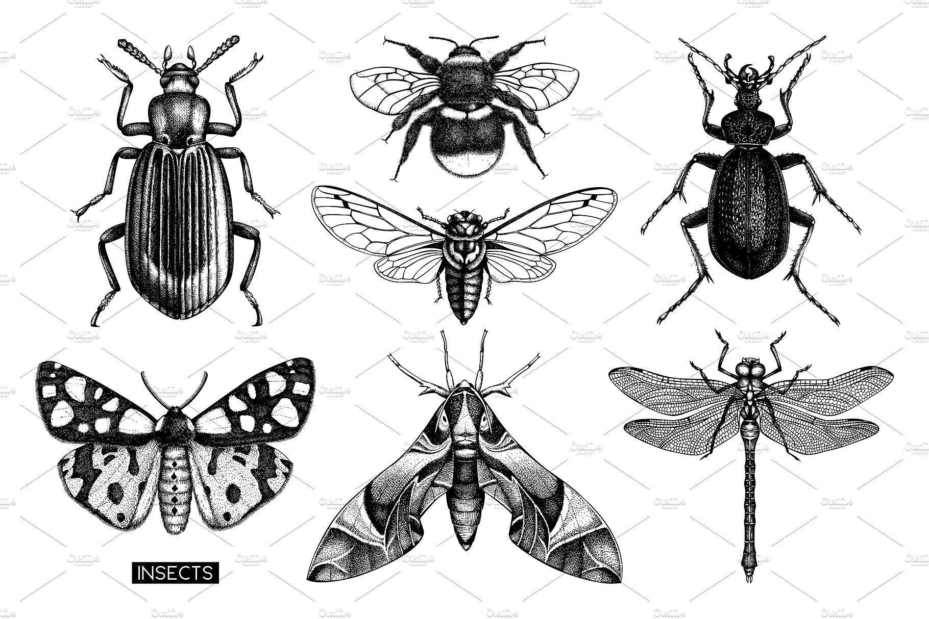 手绘昆虫插图设计素材Vector Insects Illus