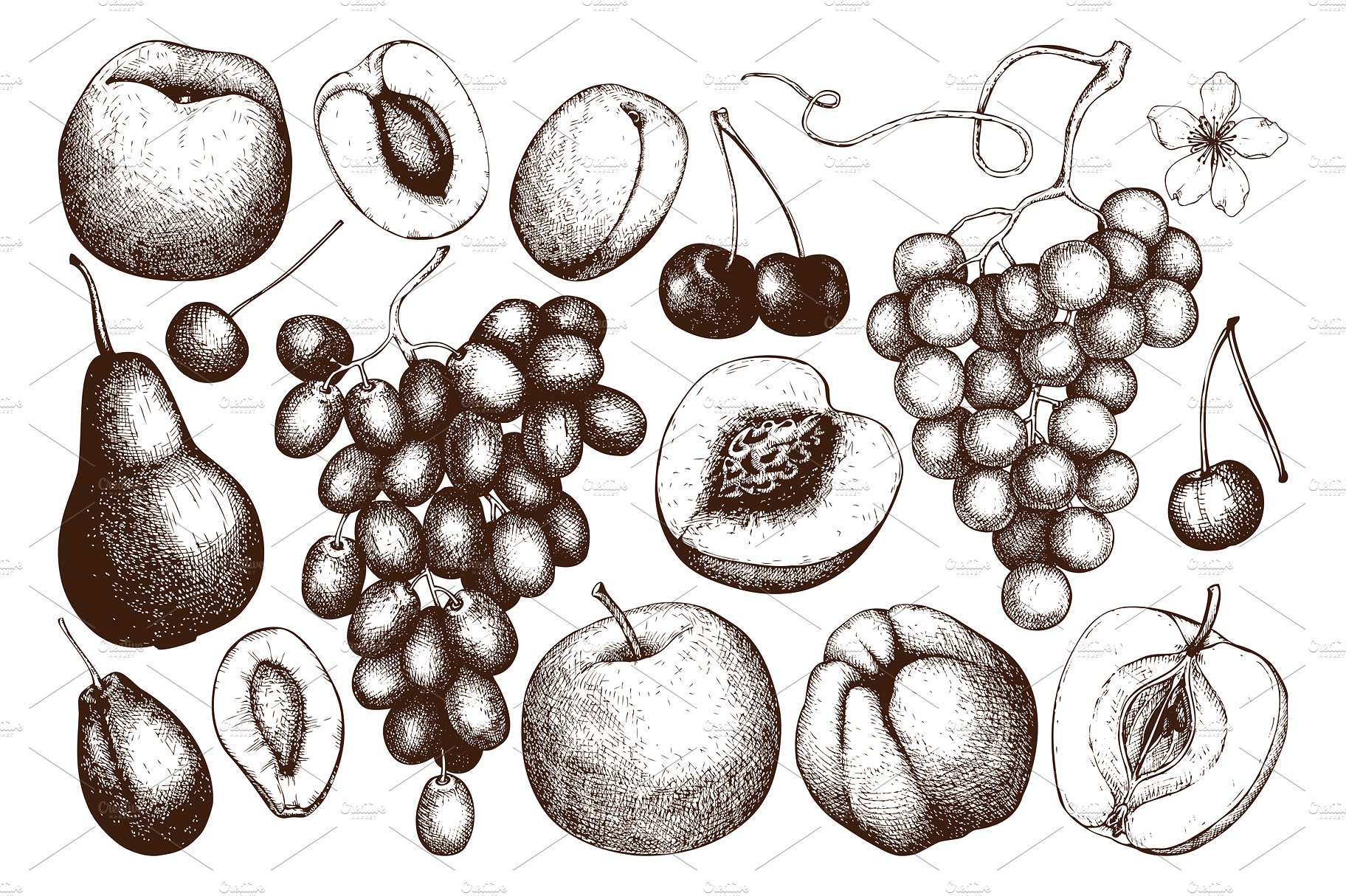 复古手绘水果矢量插图素材 Season-of-Ripe-Fr