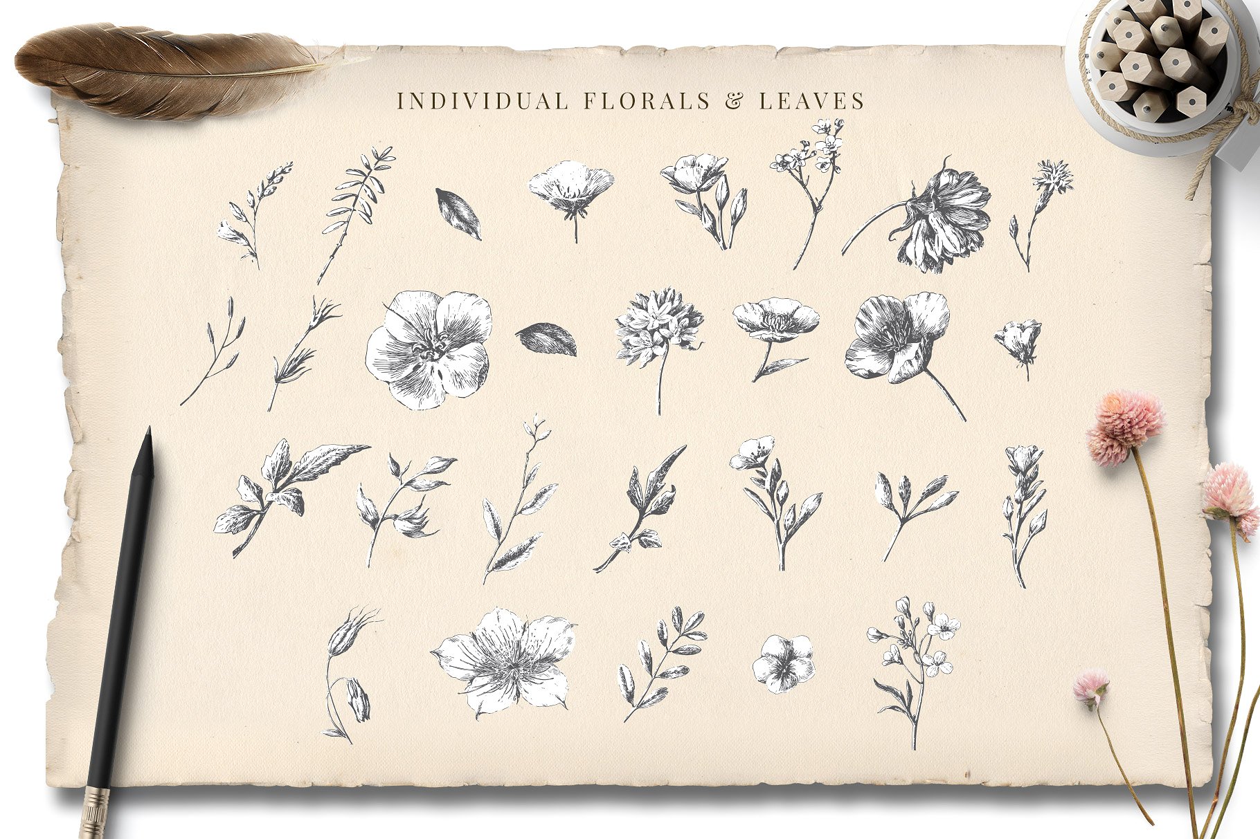 矢量复古手绘花卉字母设计素材 Botanical-Curio