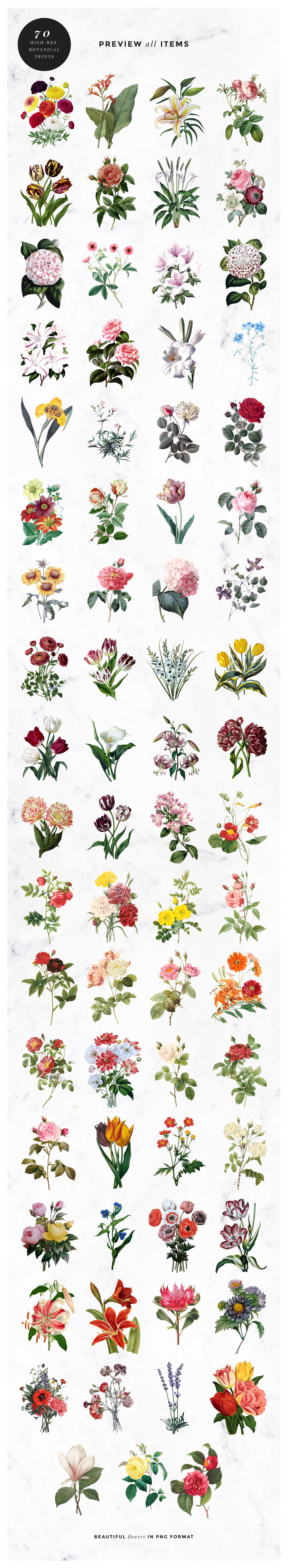 复古花卉植物设计素材 Vintage-Botanical-B