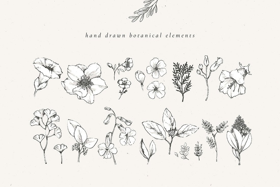 乡村风格复古花卉植物插画素材 Country Botanic