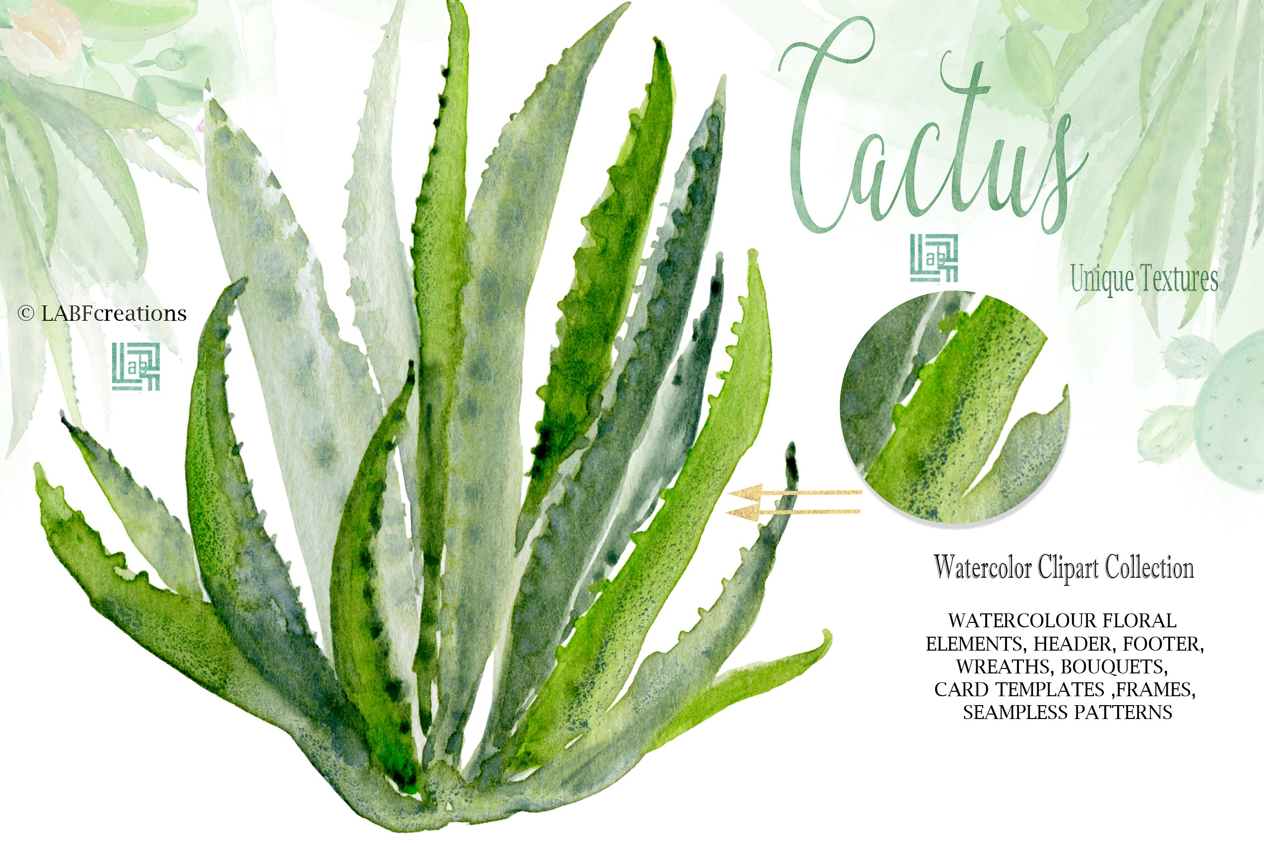 手绘水彩植物仙人掌芦荟插图素材 Cactus-waterco