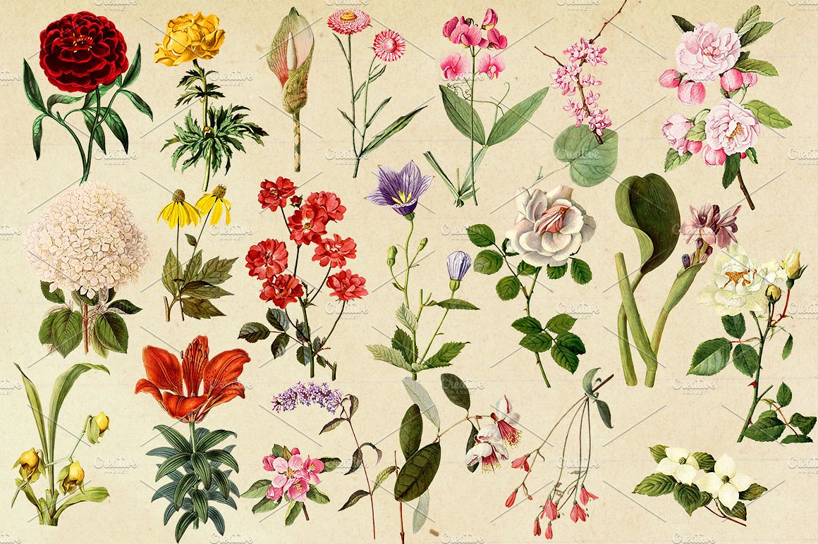 复古花卉图形素材Antique Botanical Flor