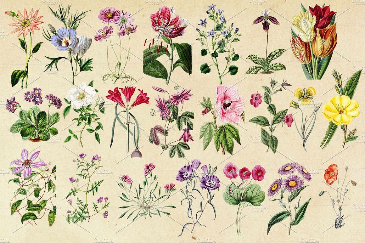 复古花卉图形素材Antique Botanical Flor