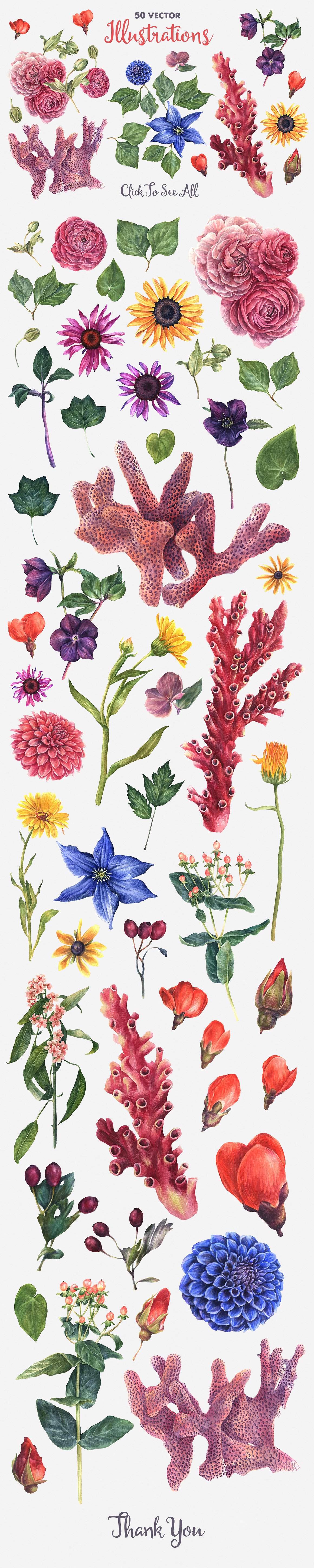 海洋主题矢量花卉海洋生物插图素材 Antique-Botan