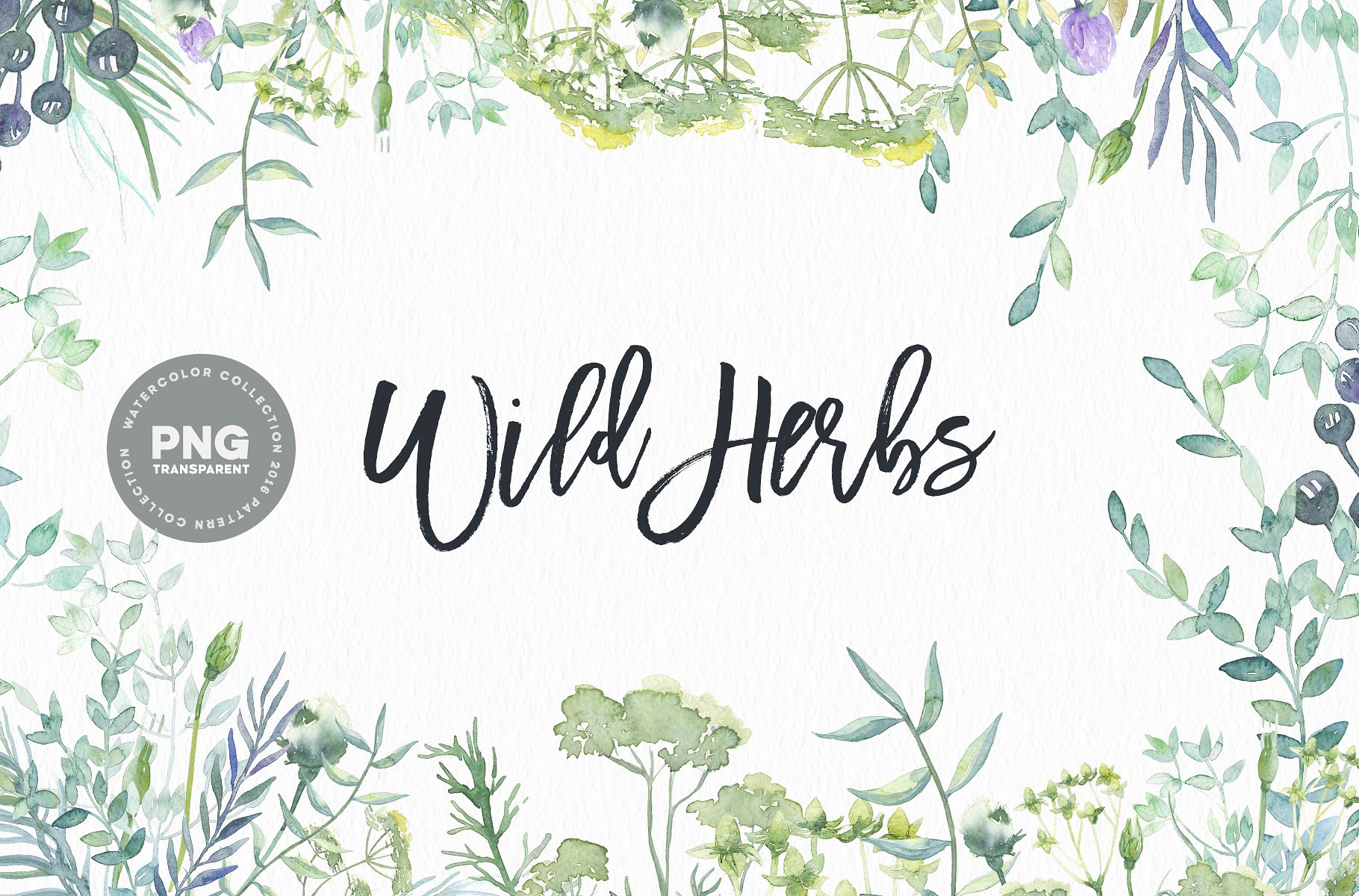 手绘水彩植物元素Watercolor Wild Herbs