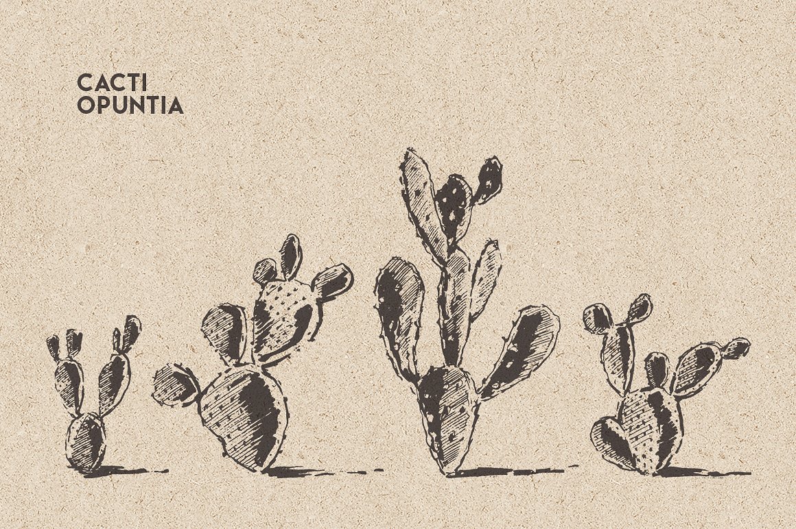 素描仙人掌元素装饰素材 Big-cacti-bundle-s