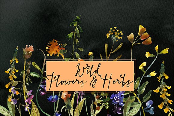 手绘水彩花卉植物设计素材Wild Flowers&