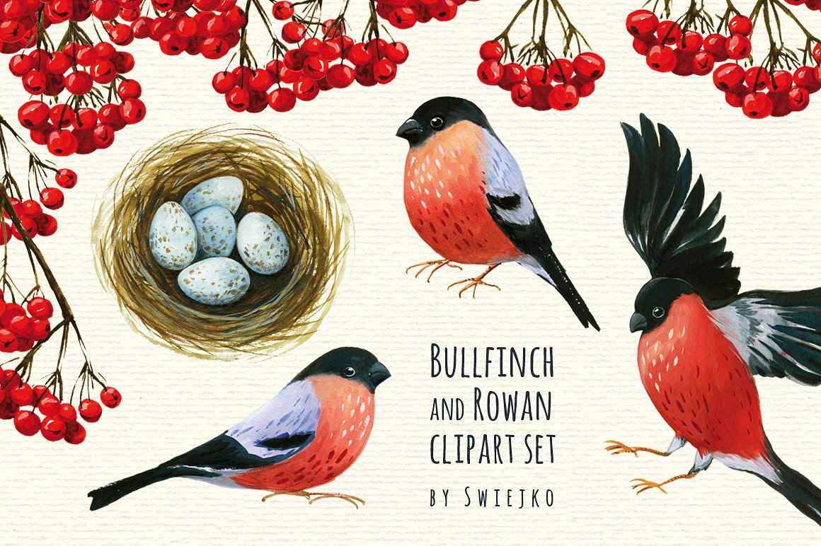 手绘水彩圣诞主题小鸟和浆果设计素材 Animals-tang