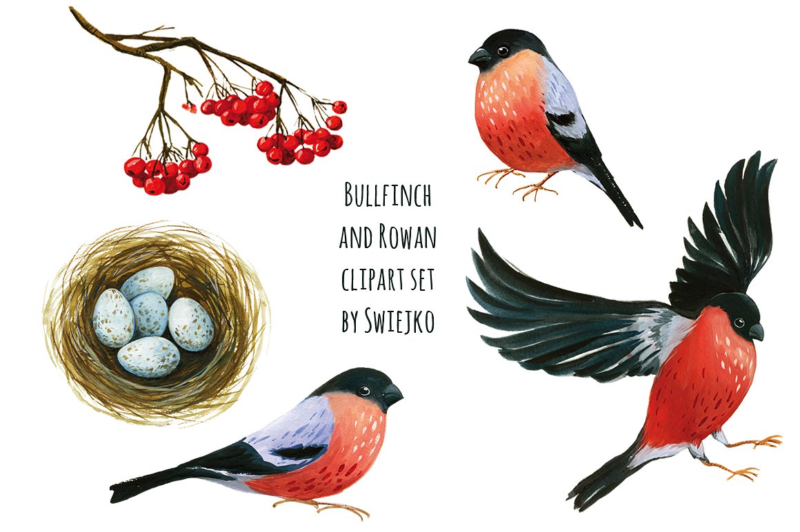 手绘水彩圣诞主题小鸟和浆果设计素材 Animals-tang