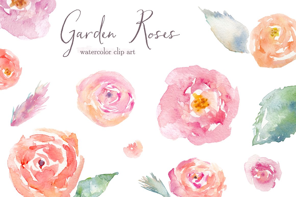 手绘水彩玫瑰装饰素材 Garden-Roses-Waterc