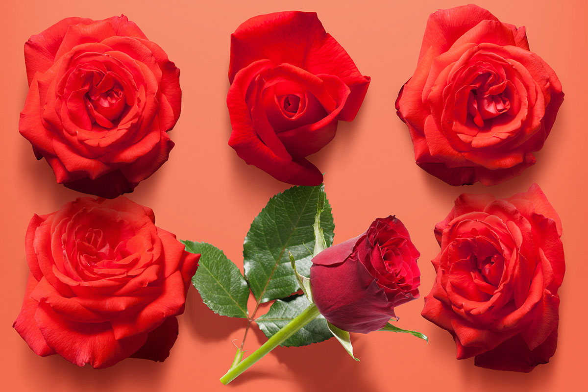 红色玫瑰花花瓣甜蜜情人节妇女节购物节元素1