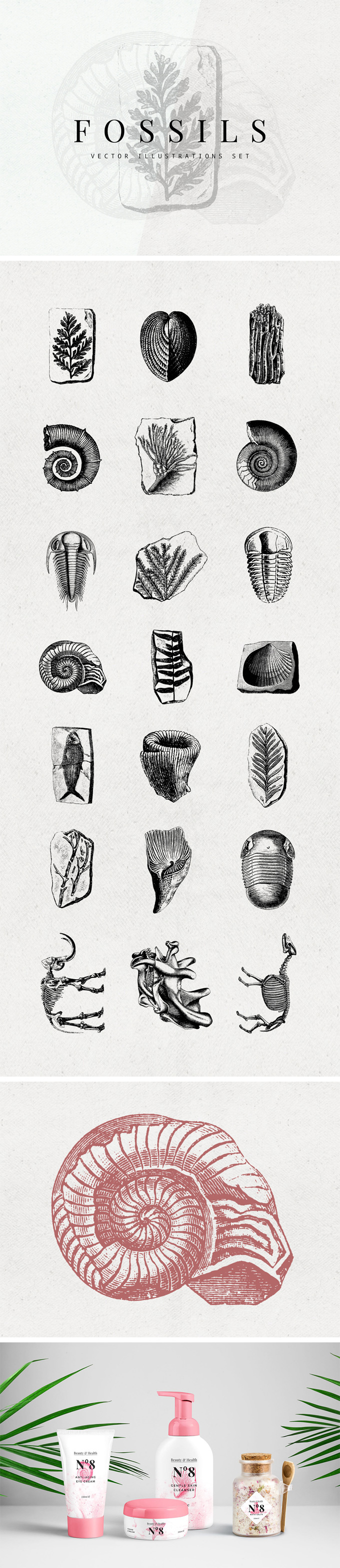 21个旧石器时代的植物动物工具化石矢量插图 Fossils