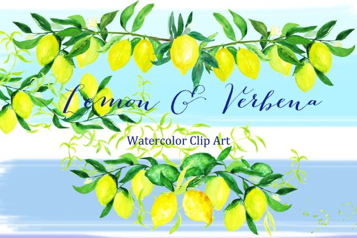 浪漫温柔的水彩柠檬马鞭草元素 Lemon verbena.