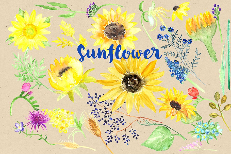 美丽手绘水彩田野草本植物插画 Sunflowers rust