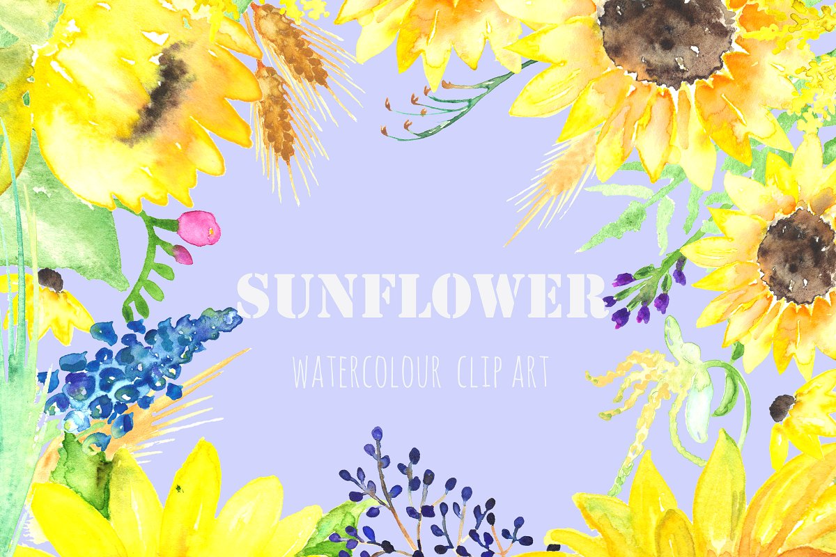 美丽手绘水彩田野草本植物插画 Sunflowers rust