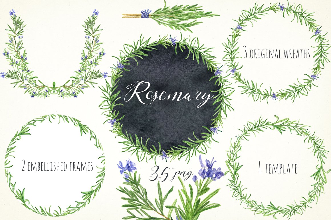 浪漫水彩手绘迷迭香剪贴画合集 Rosemary. Water